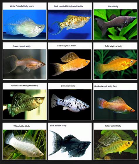 bolly fish|Molly Fish Species Profile .